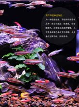 活鱼日本纯种高端小型金鱼锦鲤鱼1
