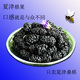 包邮 夏津特产干净无沙手工精选2025农家新黑桑椹干椹果干袋装 500g