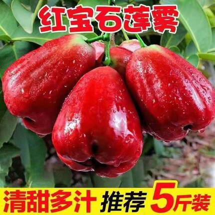 红宝石莲雾果现摘新鲜黑珍珠应季热带水果莲雾海南特产整箱包邮