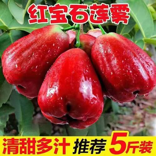 精选大果现摘现发脆甜多汁