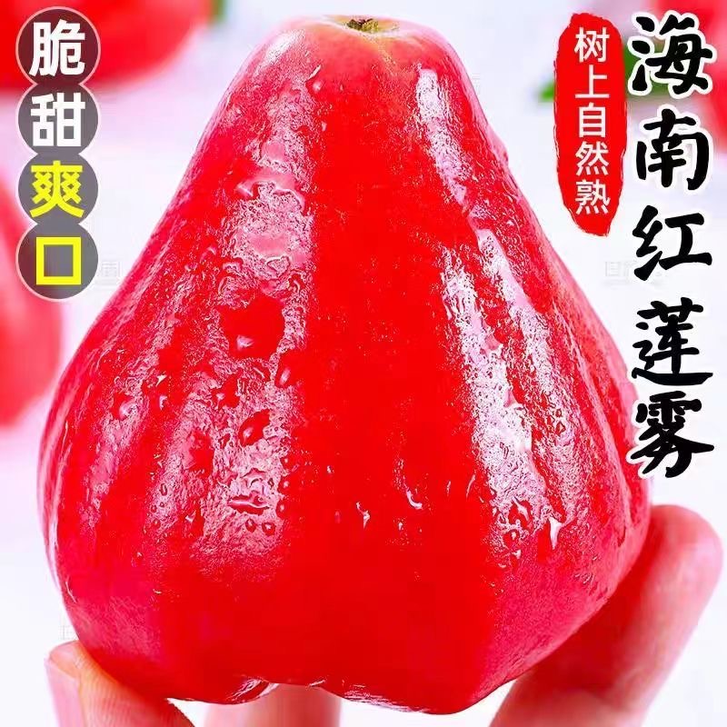 海南黑珍珠热带特产莲雾