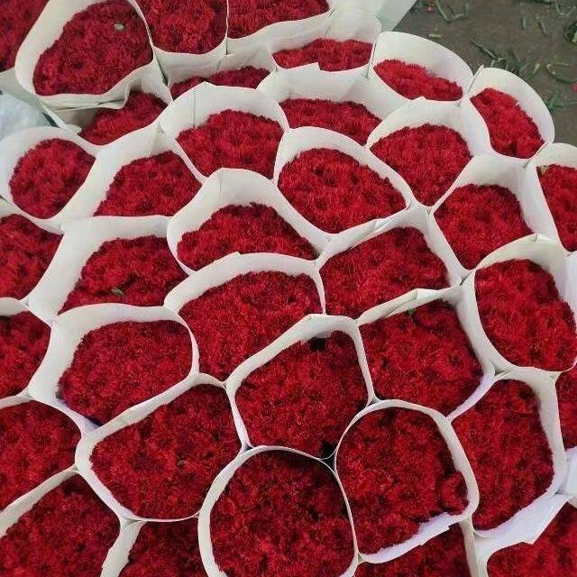 红色康乃馨鲜花现采母亲节送妈妈鲜花家用插花水养云南基地直发