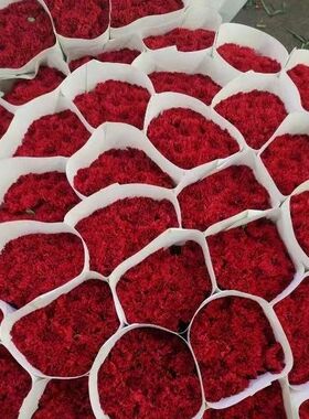 红色康乃馨鲜花现采母亲节送妈妈鲜花家用插花水养云南基地直发