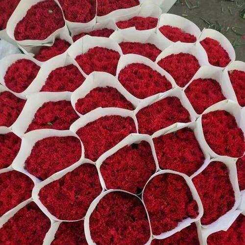 红色康乃馨鲜花现采母亲节送妈妈鲜花家用插花水养云南基地直发