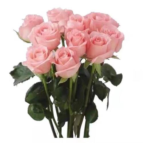 玫瑰鲜花9.9包邮昆明基地直批客