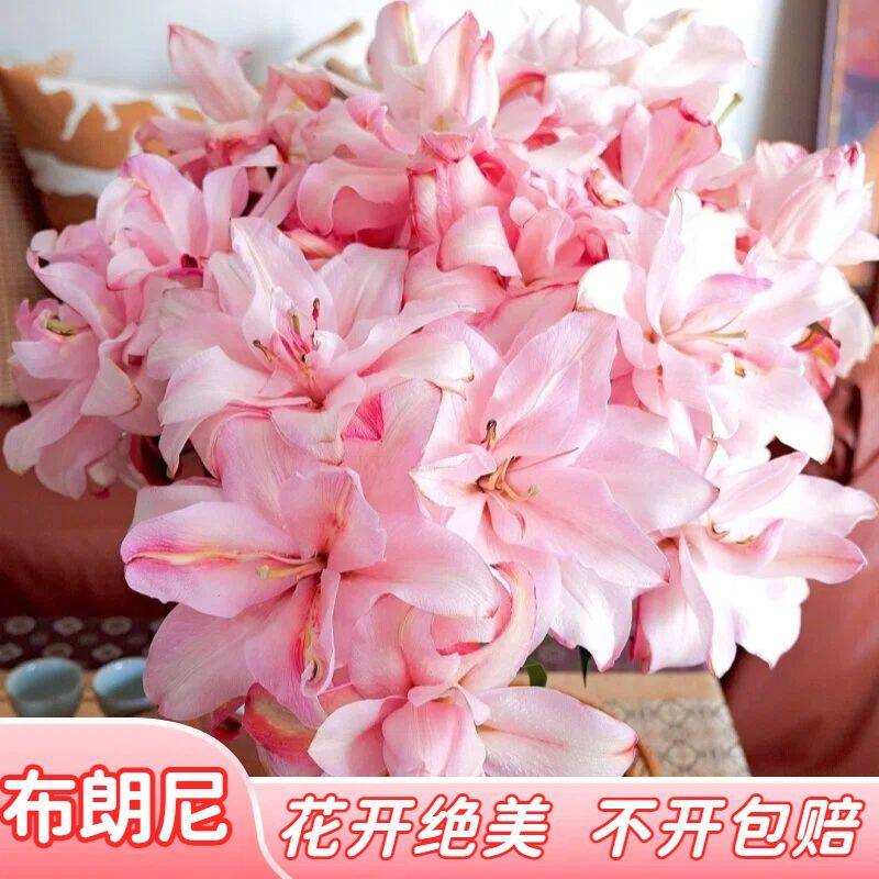重瓣百合花布朗尼粉色吸色鲜花云南直发香水百合插花水养送礼基地