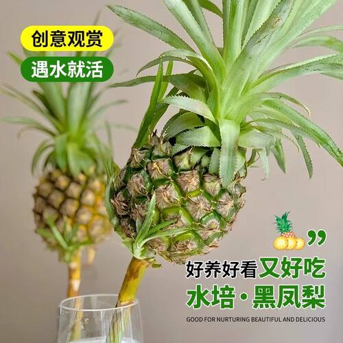 水培菠萝迷你香水鲜花凤梨鲜切花观赏水养可食用趣味插花直发可吃