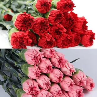 康乃馨云南昆明基地直发水养鲜花真花家用花束母亲节送礼