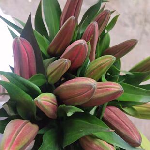 香水百合花多头鲜花花束云南昆明基地现采直发水养鲜花真花礼物