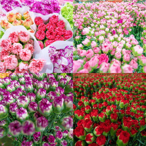 云南鲜花康乃馨真花百合洋桔梗花