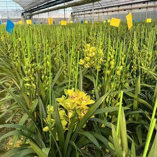 兰花大花蕙兰原盆带花苞大苗办公室绿植庭院室内室外玉观音花原盆