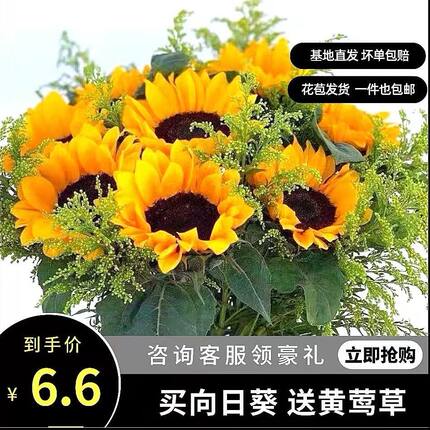 黄莺花向日葵太阳花直发特价斗南新鲜水培鲜花客厅家用混搭花束礼