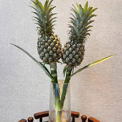 空气凤梨小菠萝黑凤梨水养云南昆明菠萝水培凤梨直发可食用客厅插