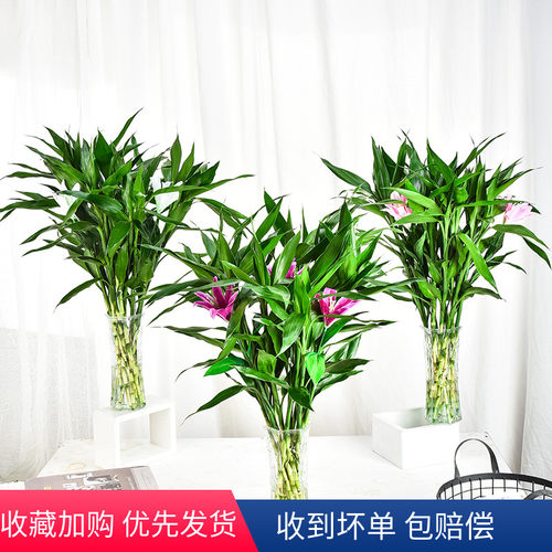 百合花盆栽绿植价格 百合花盆栽绿植图片 星期三
