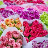 云南康乃馨鲜花冷链基地直发尤加利叶黄莺香水百合家庭生活鲜花洋