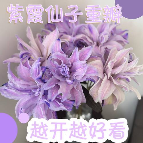 高级紫百合浓香重瓣百合花紫霞仙子云南昆明基地直发花苞鲜花水培