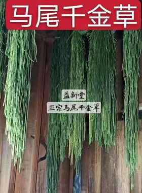 中药材马尾千金草 正品植物千斤草 100克包邮