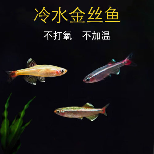 金丝鱼活体小型好养冷水鱼不加温