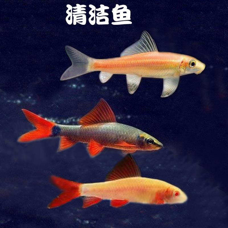 清道夫活体金苔鼠彩虹鲨清洁鱼除藻鱼观赏鱼工具鱼金鱼垃圾鱼淡水