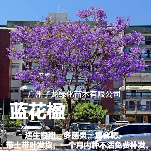 蓝花楹树苗盆栽庭院绿化风景树