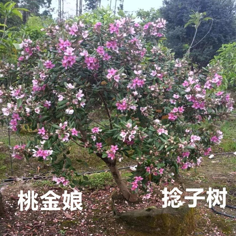 桃金娘山捻子树苗别墅庭院绿化常青四季种植阳台观赏花树盆栽绿植