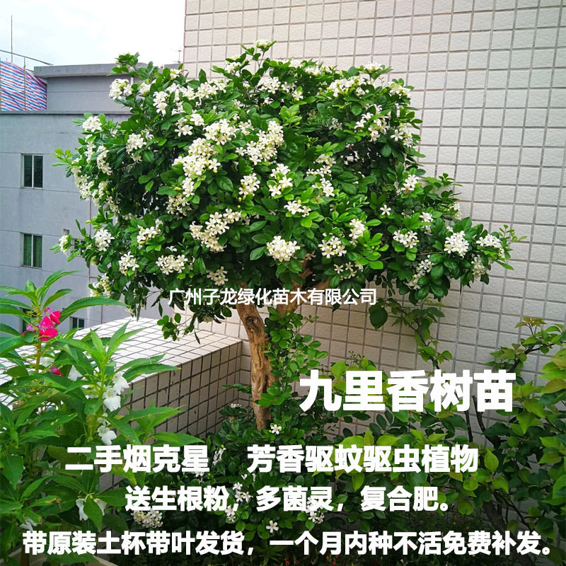 九里香浓香花卉驱蚊好养绿植盆栽