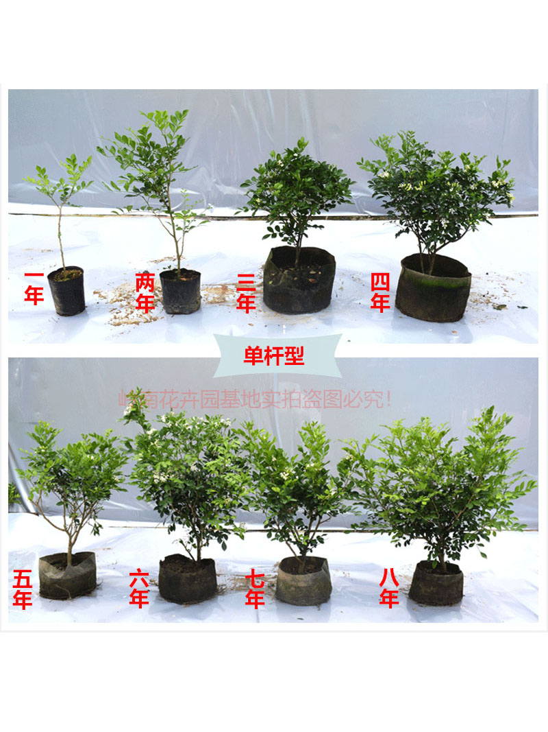 九里香树苗室内驱蚊四季常青好养绿植庭院植物浓香花卉开花盆栽外