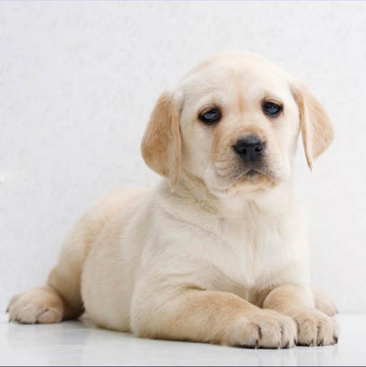 出售拉布拉多幼犬拉布拉多犬蓝眼二哈哈士奇幼犬金毛幼犬活体狗狗