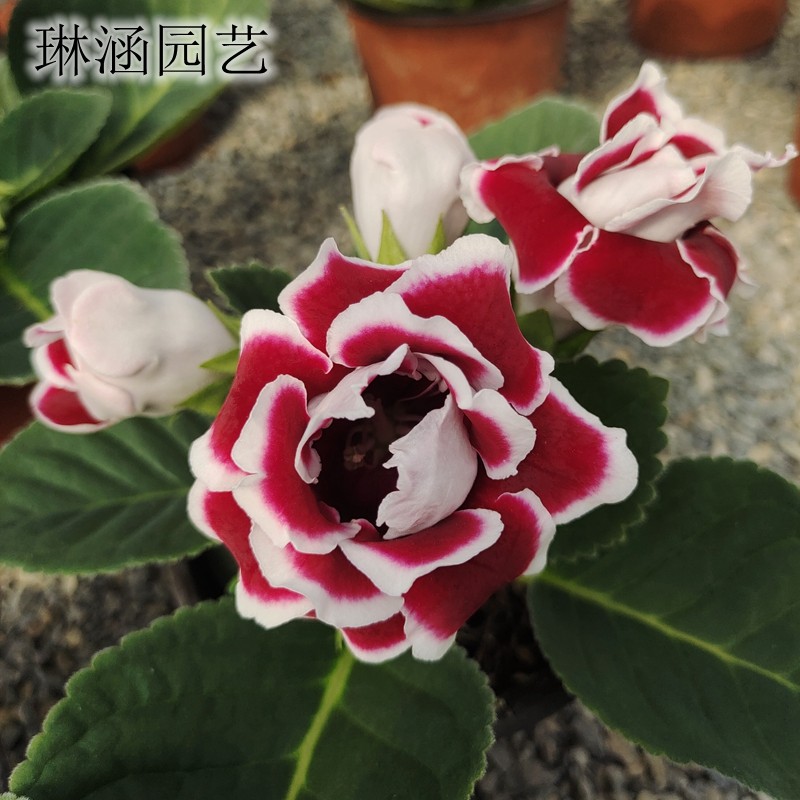 芙蓉花盆栽室内素材模板 芙蓉花盆栽室内图片下载 小麦优选