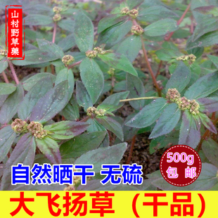 大飞扬草 干货无硫大乳汁草节节花500g包邮乳籽草药材 煎汤煎水洗
