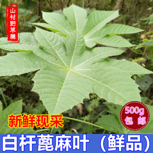 新鲜白蓖麻叶 绿杆蓖麻叶子500g包邮 山区现采正宗白杆蓖麻中药材