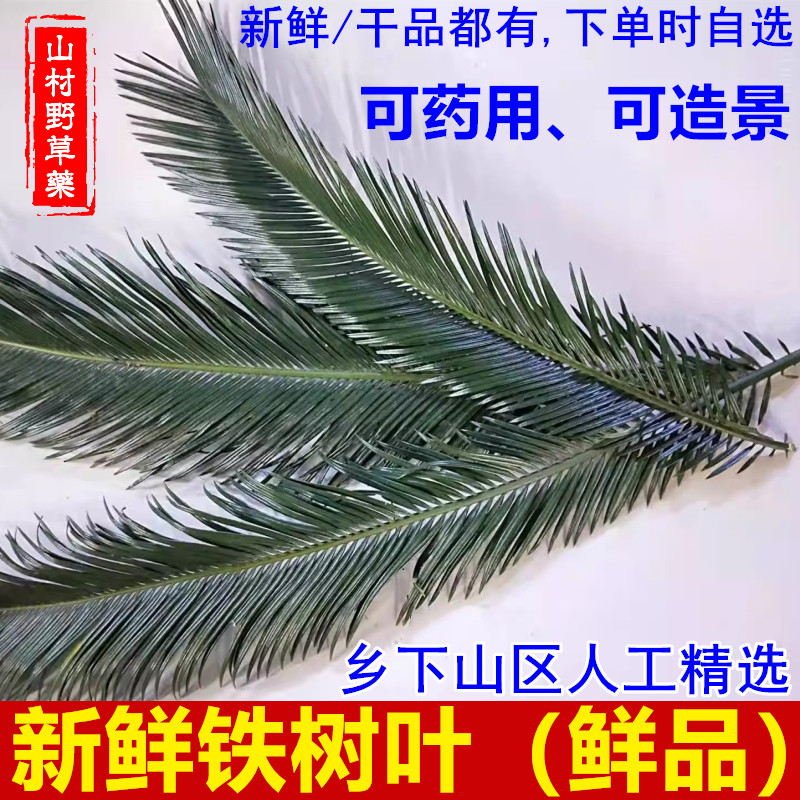 新鲜铁树叶药用整枝或装饰造景图片