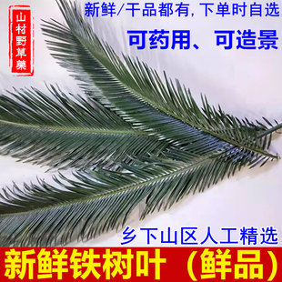 新鲜现采铁树叶 药用500g包邮整枝婚庆插花装饰 水族鱼缸南美造景
