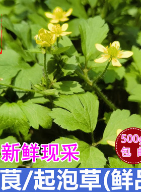 山区毛茛草起泡草外用草药