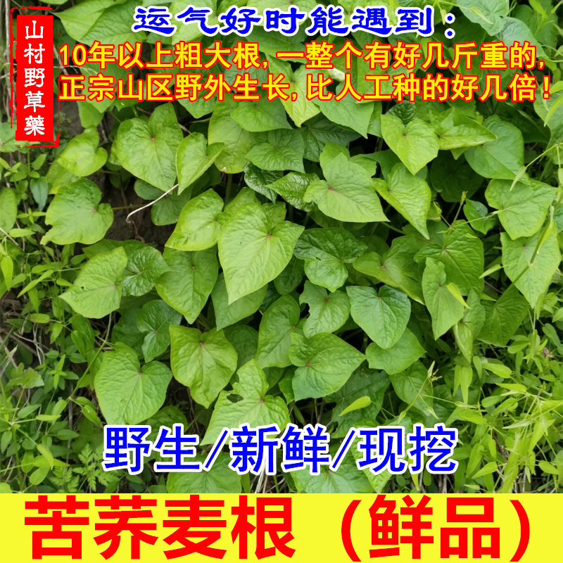 新鲜现挖 2斤苦荞麦根(野桥荞麦 苦荞头 金乔麦根 荞叶七 野兰荞)