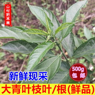 新鲜大青叶 臭大青枝叶野地骨路边青 大青根臭树根500g包邮中药材