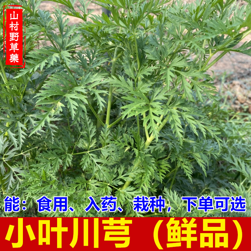 正宗四川小叶川芎 新鲜川芎叶食用茎叶蔬菜500g包邮 能药用可栽种