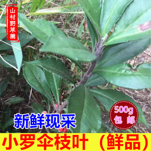 小lang伞山区小凉伞中草药材 包邮 新鲜小罗伞 现采朱砂根枝叶500g