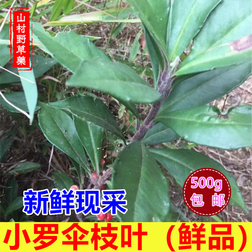 新鲜小罗伞枝叶珍珠盖凉伞包邮