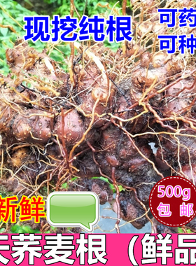 新鲜野兰荞根 现挖野荞麦根金开锁 1斤包邮 药用苦荞麦金疙瘩可种