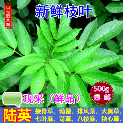 接骨草外敷药材新鲜根杆叶药用