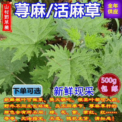 四川荨麻草白活麻荨麻根包邮