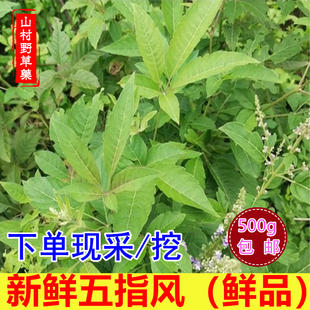 新鲜黄荆枝叶 干货五指风500g包邮布荆根 五指柑牡荆五指枫中药材