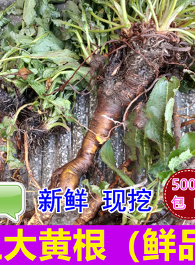 新鲜土大黄根500g包邮 洋铁叶子根牛舌草羊蹄根 中药材牛耳大黄根