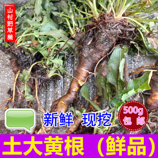 新鲜土大黄根500g包邮 洋铁叶子根牛舌草羊蹄根 中药材牛耳大黄根