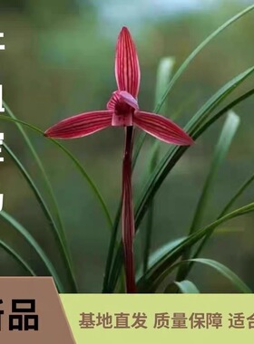 高档浓香春兰汗血宝马名贵兰花室内客厅花卉绿植盆栽好养新手花苞