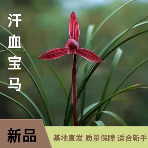 高档浓香春兰汗血宝马名贵兰花室内客厅花卉绿植盆栽好养新手花苞