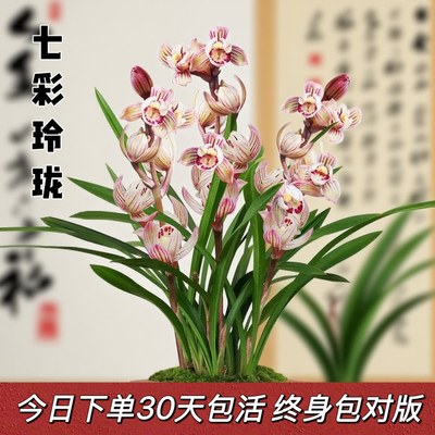 兰花苗建兰荷瓣七彩玲珑浓香花苞出售室内有香味的花卉绿植盆栽