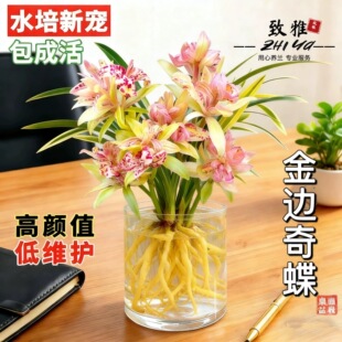 水培兰花苗金边奇蝶室内办公室小盆栽绿植花卉好养四季兰花花苞