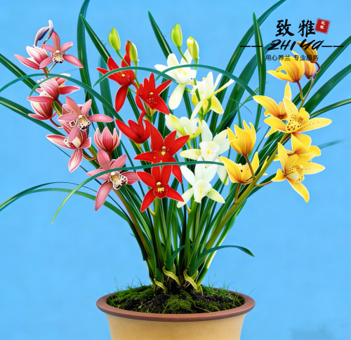 【新手必入套餐】兰花苗浓香型室内花卉盆栽绿植好养易活送礼
